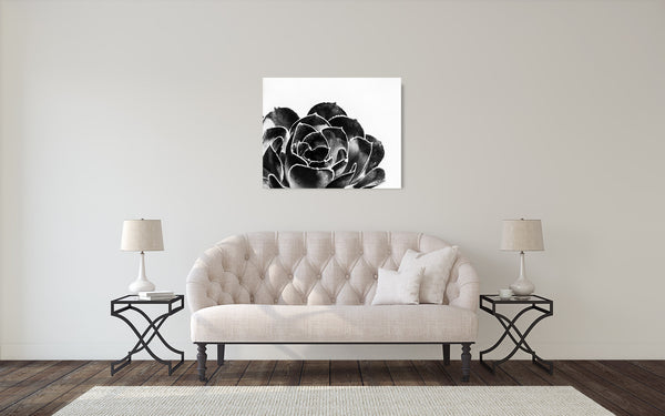 Succulent Photograph Black White