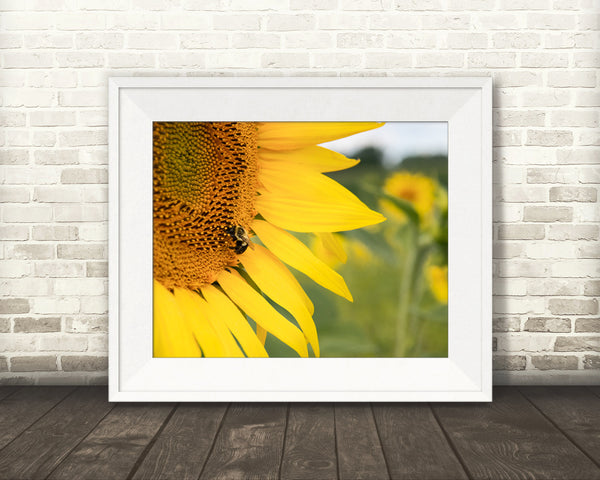 Yellow Sunflower Bee Photograph