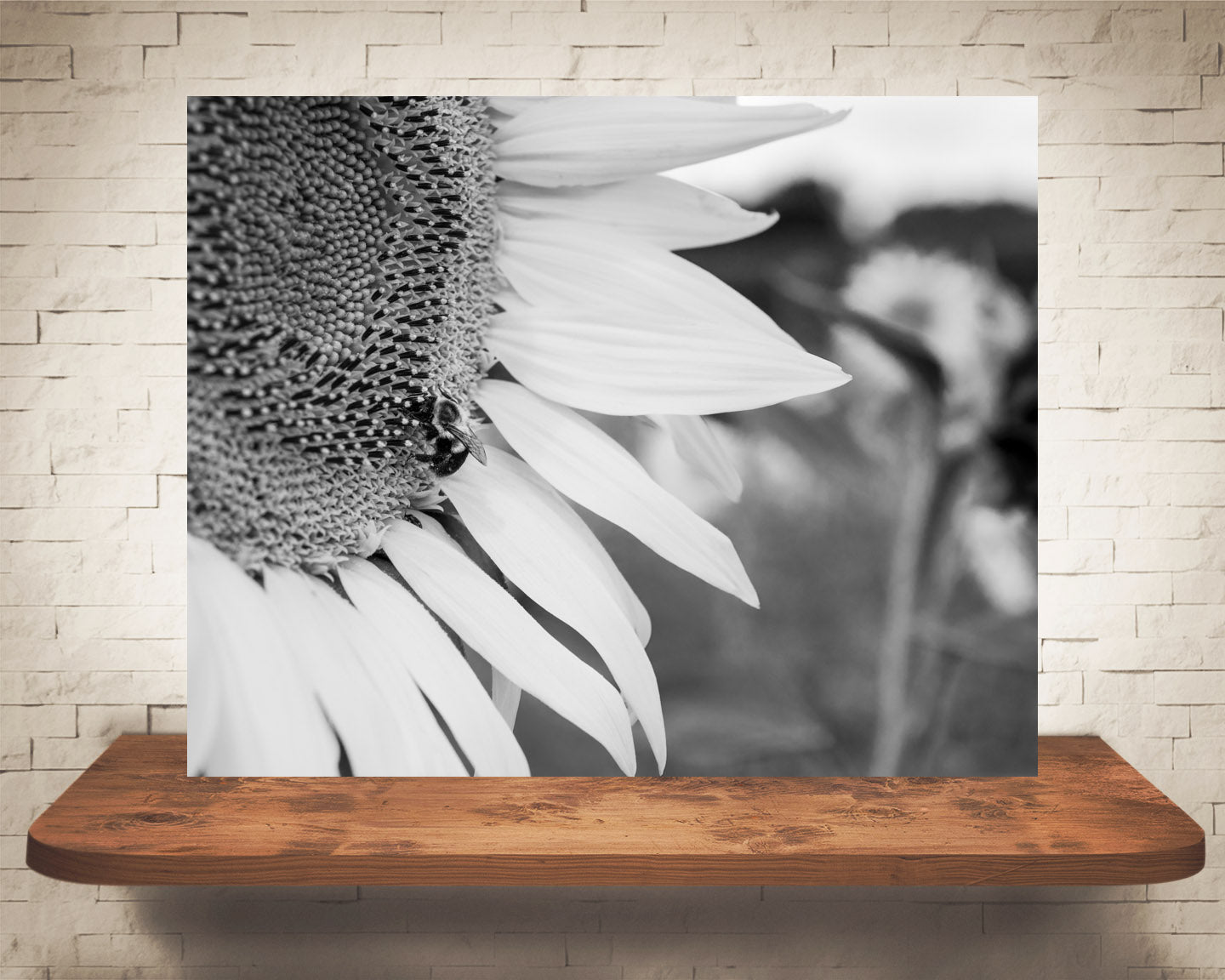 Yellow Sunflower Bee Photograph Black White