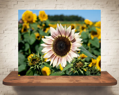 Pink Sunflower Photograph