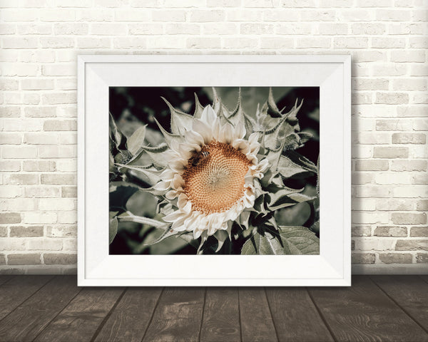 White Sunflower Photograph