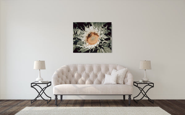 White Sunflower Photograph
