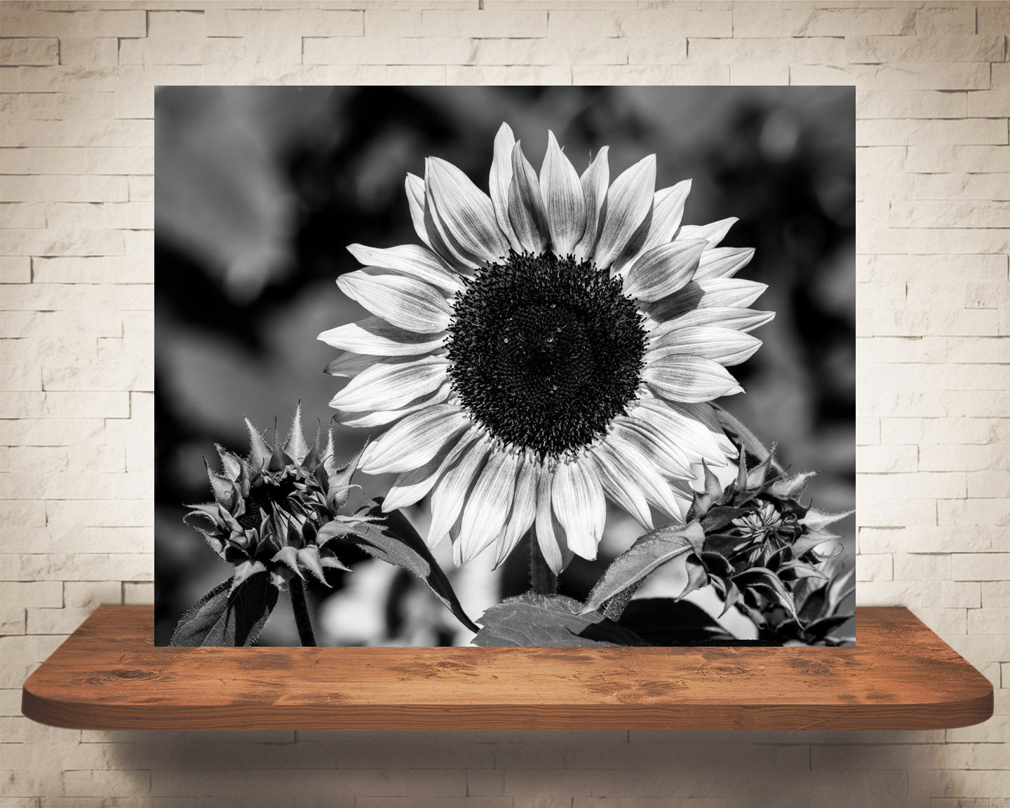 Pink Sunflower Photograph Black White