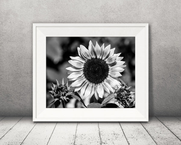 Pink Sunflower Photograph Black White