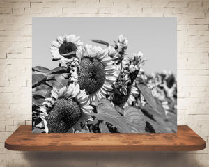 Yellow Sunflower Photograph Black White