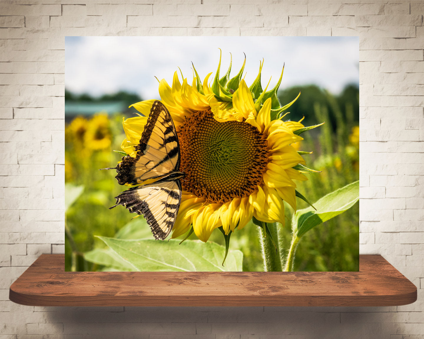 Yellow Sunflower Butterfly Photograph