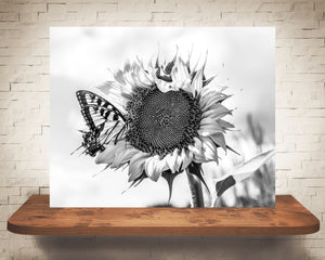 Sunflower Butterfly Photograph Black White