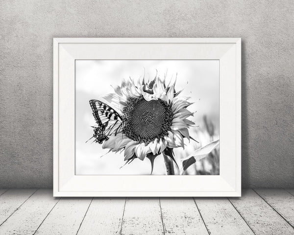 Sunflower Butterfly Photograph Black White