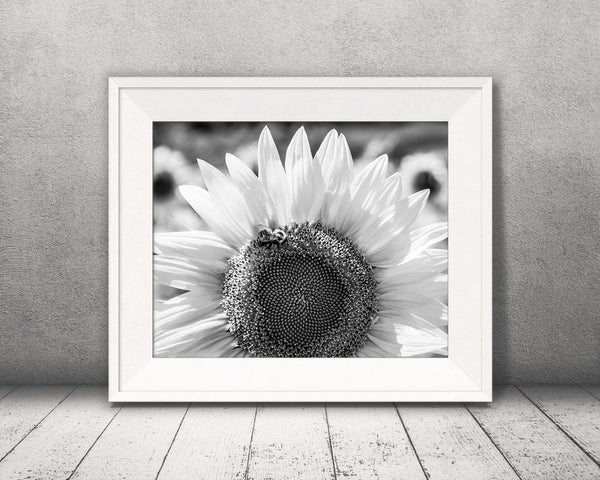 Sunflower Bee Photograph Black White