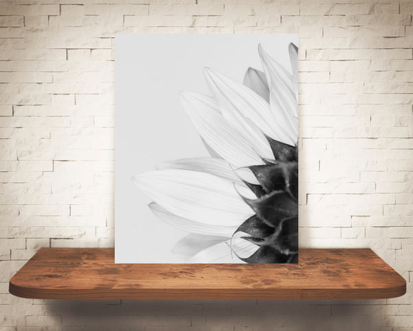 White Sunflower Photograph Black White