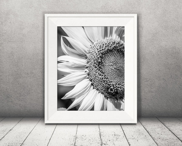 Sunflower Bee Photograph Black White