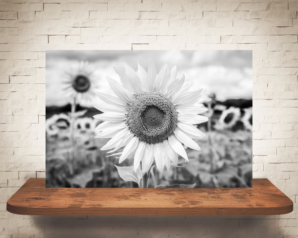 Sunflower Photograph Black White