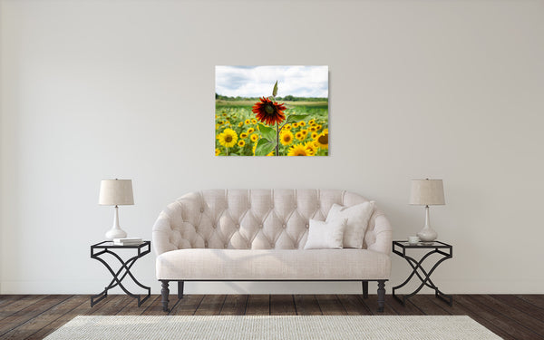 Sunflower Photograph