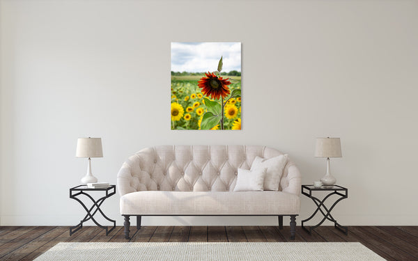 Orange Sunflower Photograph