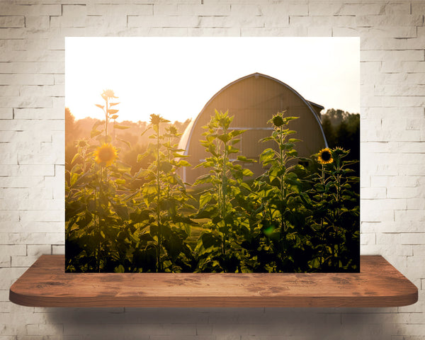 Yellow Sunflower Field Photograph