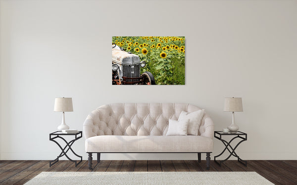 Tractor Sunflower Photograph
