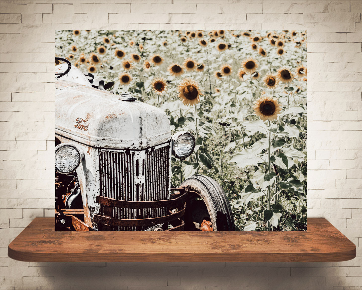 Tractor Sunflower Photograph