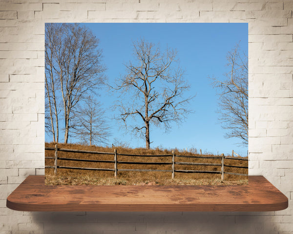 Tree Country Landscape Photograph