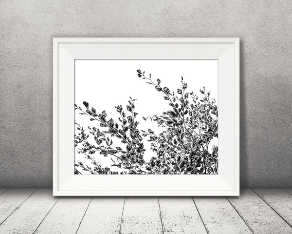 Beech Tree Leaves Photograph Black White