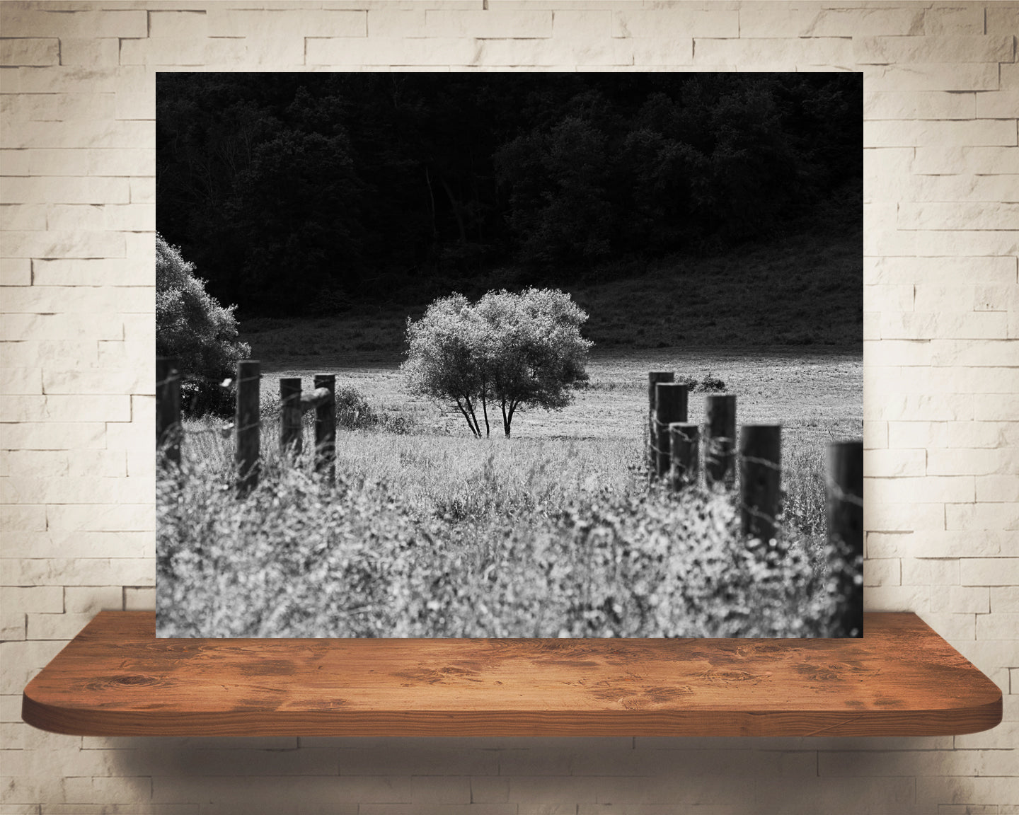 Tree Photograph Black White