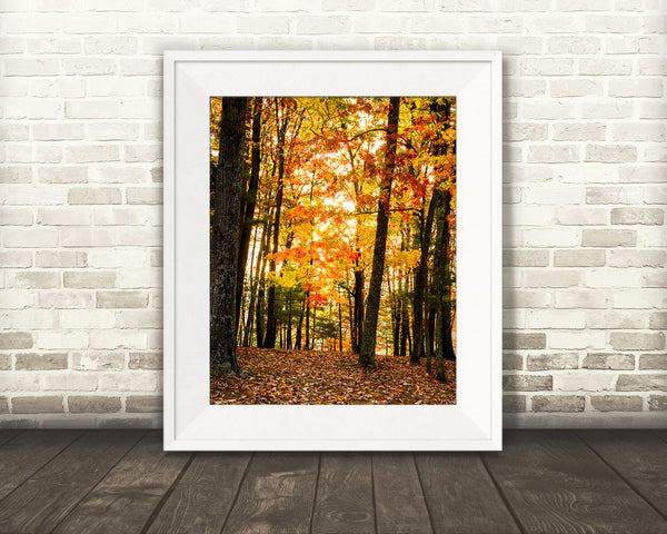 Fall Woods Photograph