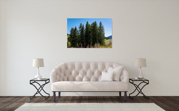 Mountain Trees Photograph