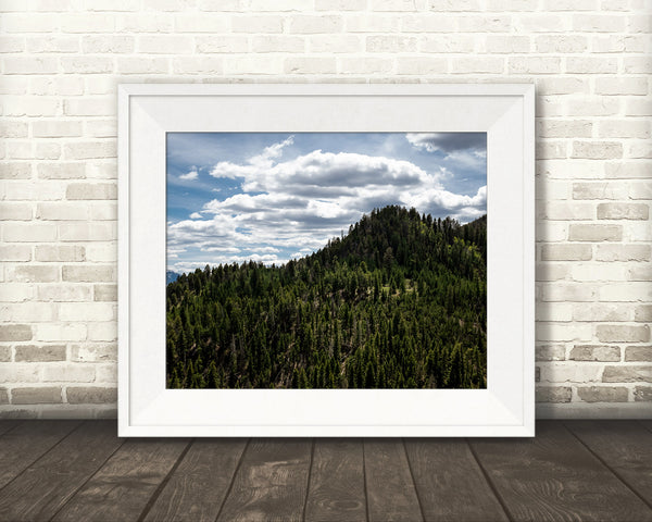 Mountain Trees Photograph