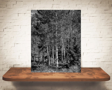 Aspen Trees Photograph Black White