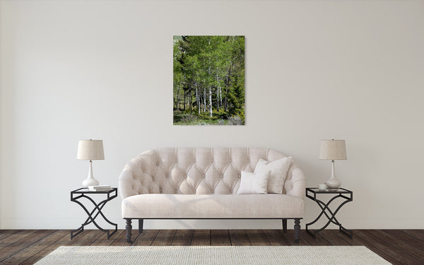 Aspen Trees Photograph