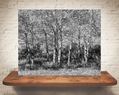 Aspen Trees Photograph Black White
