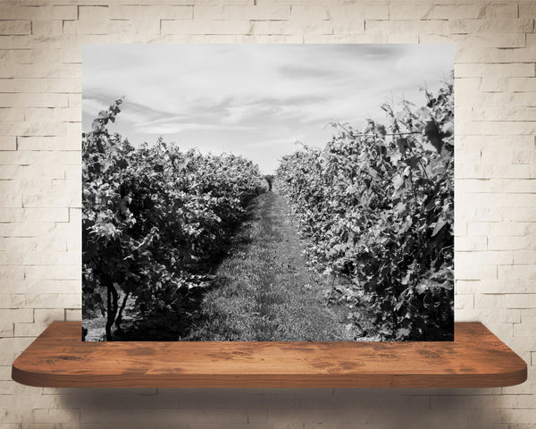 Vineyard Photograph Black White