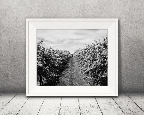 Vineyard Photograph Black White