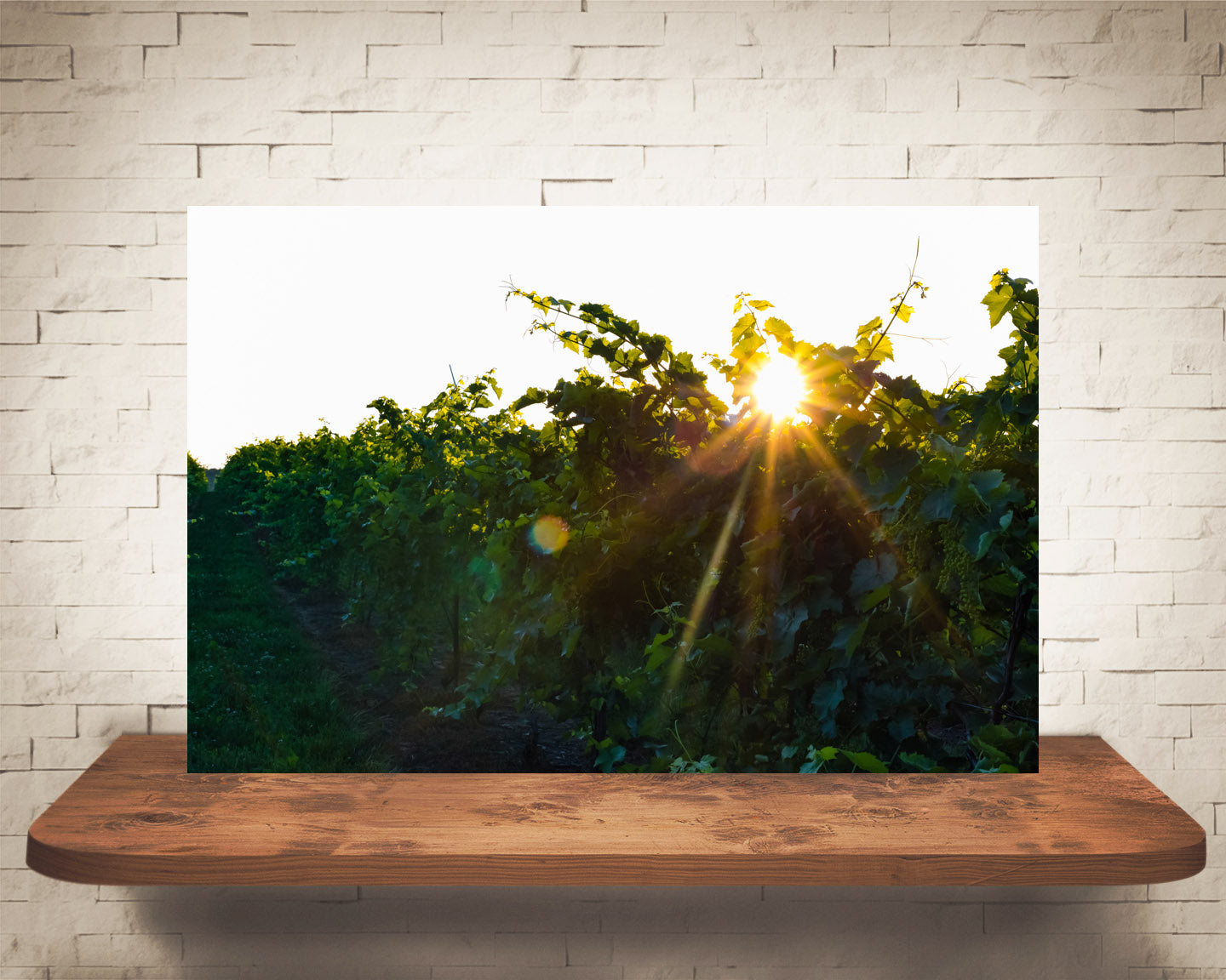 Vineyard Sunset Photograph