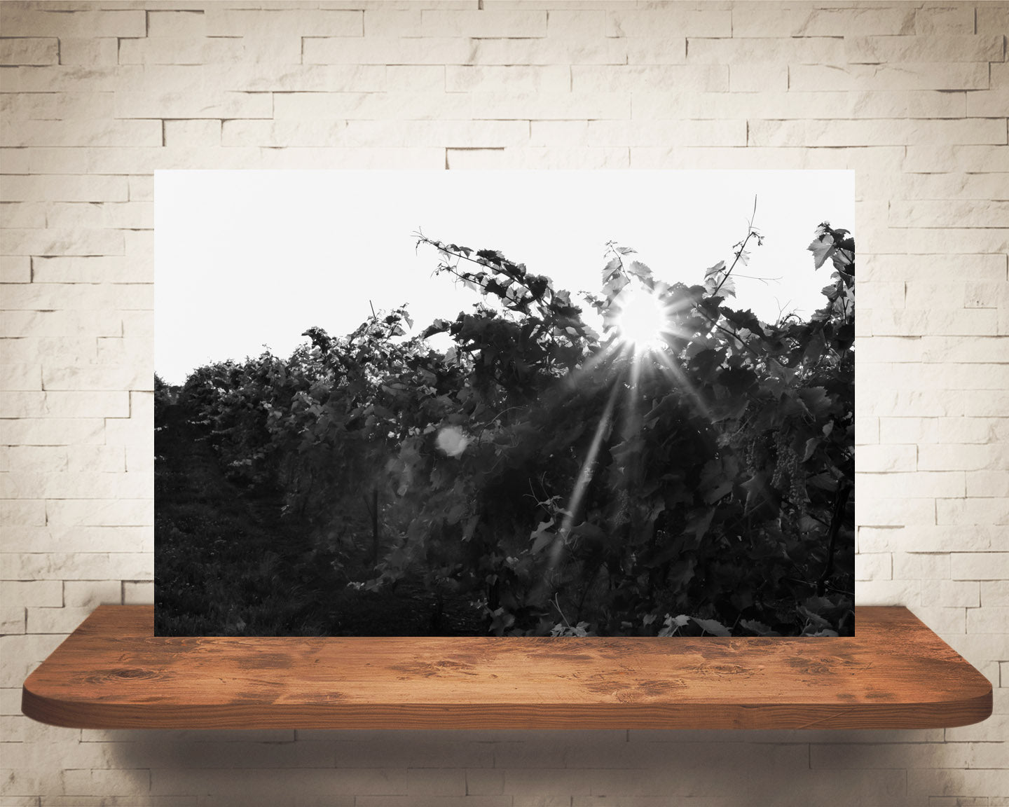 Vineyard Sunset Photograph Black White