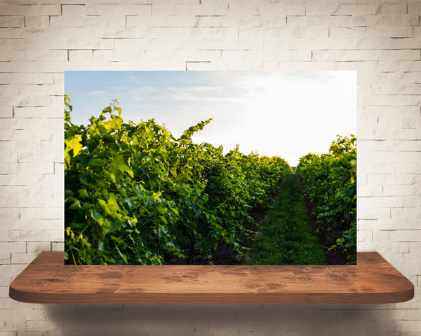 Vineyard Photograph