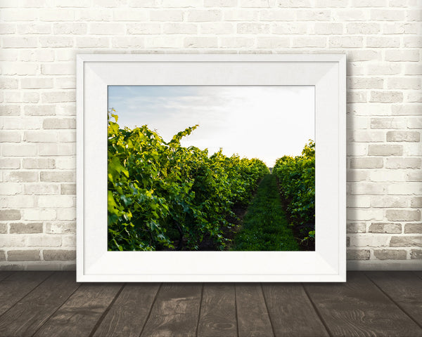 Vineyard Photograph
