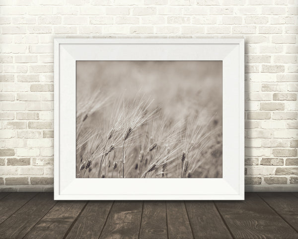 Wheat Photograph Sepia