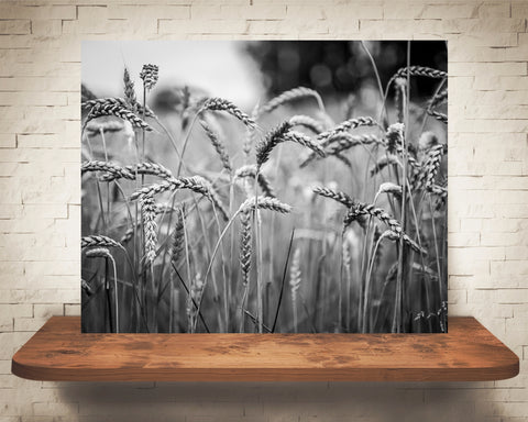 Wheat Photograph Black White