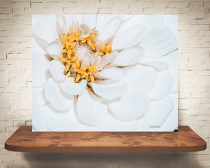 White Zinnia Flower Photograph