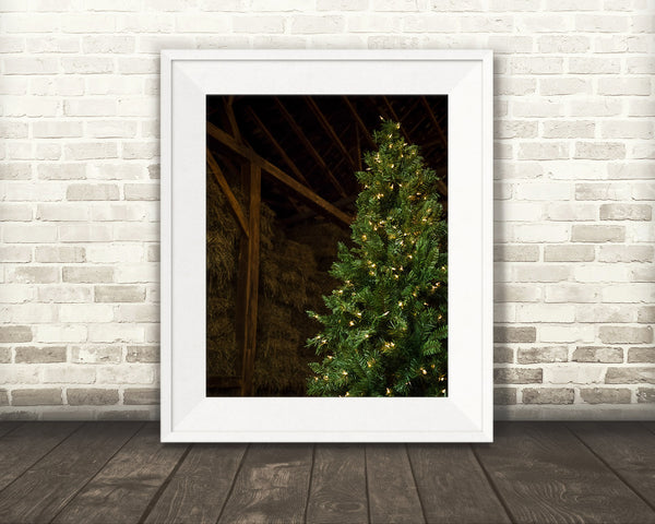 Christmas Tree Barn Photograph