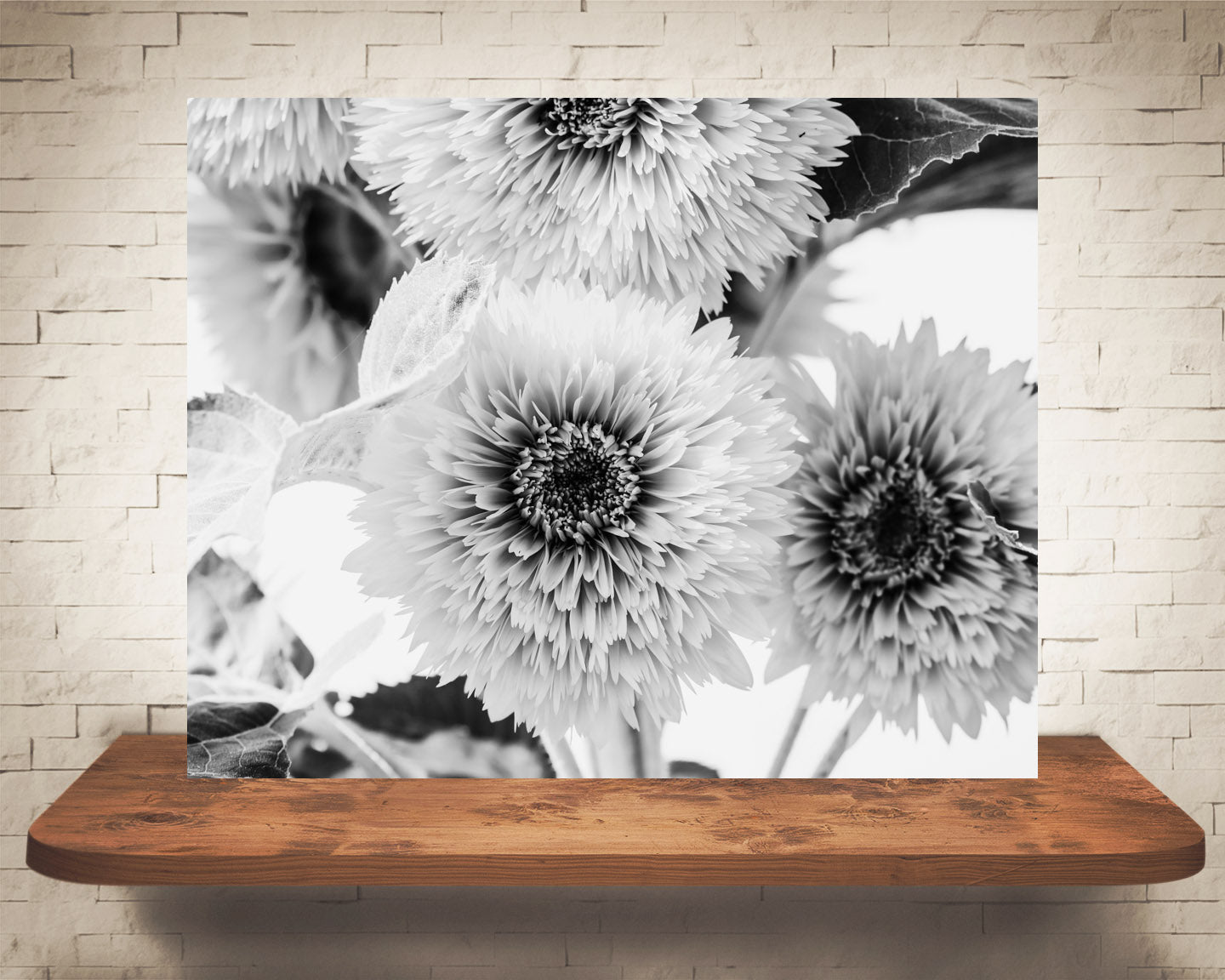 Teddy Bear Sunflower Photograph Black White