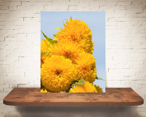 Teddy Bear Sunflower Photograph