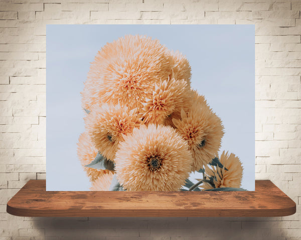Teddy Bear Sunflower Photograph