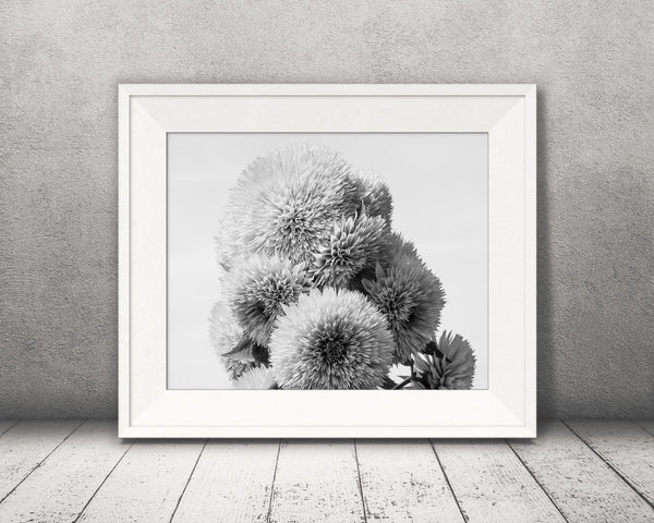 Teddy Bear Sunflower Photograph Black White