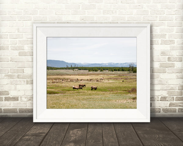 Yellowstone Elk Photograph