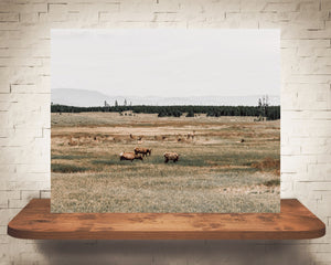 Yellowstone Elk Photograph