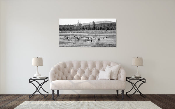 Yellowstone Elk Photograph Black White
