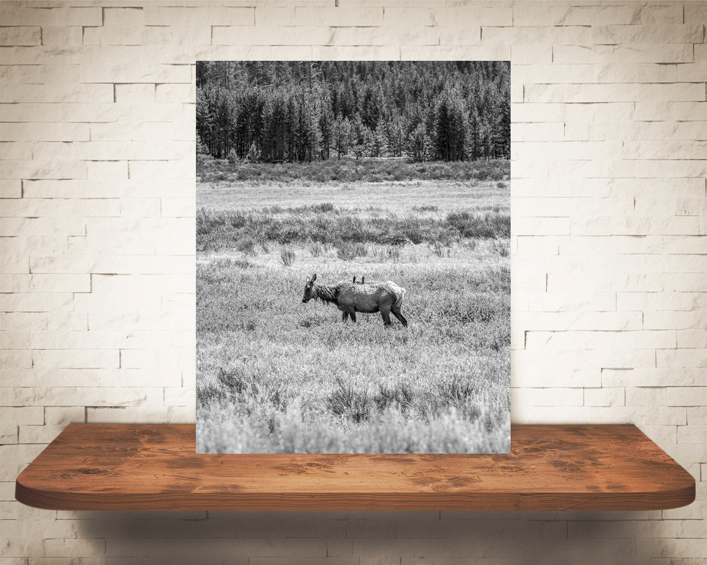 Yellowstone Elk Photograph Black White