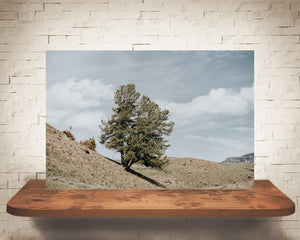 Yellowstone Tree Photograph