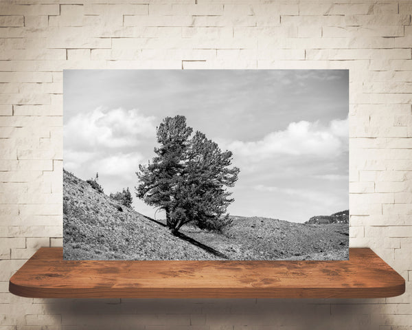 Yellowstone Tree Photograph Black White